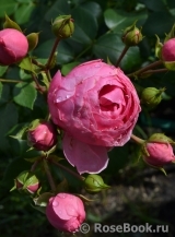 Pomponella Pomponella
