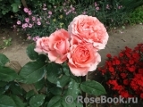Corail gelee Corail gelee