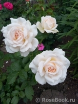 Chandos Beauty Chandos Beauty