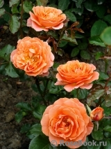 Tatton Tatton