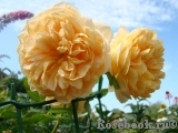 Golden Celebration® Golden Celebration®