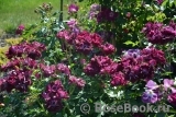 Burgundy Ice Burgundy Ice
