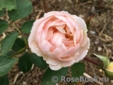 Desdemona Desdemona