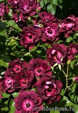 Burgundy Ice Burgundy Ice
