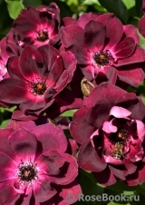 Burgundy Ice Burgundy Ice
