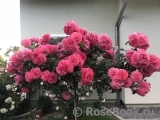 Rosarium Uetersen Rosarium Uetersen