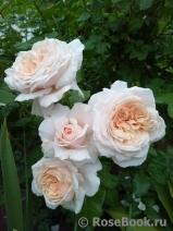 Rose de Tolbiac ® Rose de Tolbiac ®