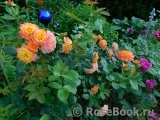 Gartenspass ®