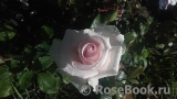 A Whiter Shade Of Pale A Whiter Shade Of Pale