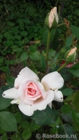 A Whiter Shade Of Pale A Whiter Shade Of Pale