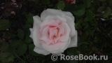 A Whiter Shade Of Pale A Whiter Shade Of Pale