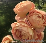 Lady of Shalott Lady of Shalott