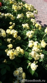 Golden Border Golden Border