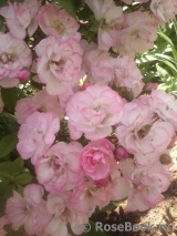 Heavenly Pink Heavenly Pink