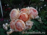 Crown Princess Margareta® Crown Princess Margareta®