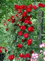 Roter Korsar Roter Korsar