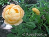 Lady of Shalott Lady of Shalott