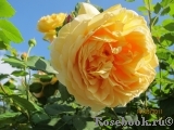 Golden Celebration® Golden Celebration®