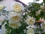 Elfe Elfe