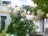Elfe Elfe