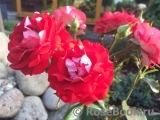 Rose der Einheit ® Rose der Einheit ®