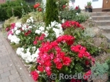Black Forest Rose ® Black Forest Rose ®