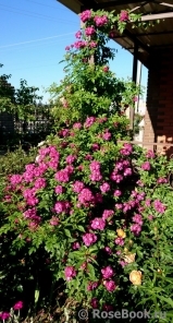 Perennial Blue Perennial Blue