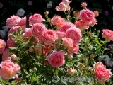 Jubilee Celebration® Jubilee Celebration®