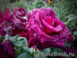 Black Baccara Black Baccara