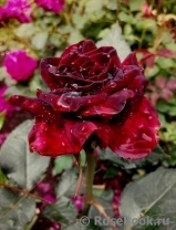 Black Baccara Black Baccara