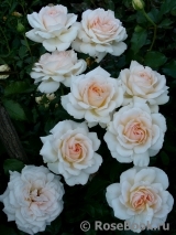 Chandos Beauty Chandos Beauty