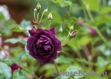 Burgundy Ice Burgundy Ice