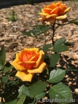 Yellow Clementine Yellow Clementine