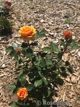 Yellow Clementine Yellow Clementine