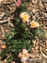 Peach Drift ® Peach Drift ®
