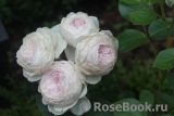 Herzogin Christiana ® Herzogin Christiana ®
