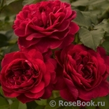 Darcey Bussell Darcey Bussell