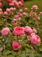 Pomponella Pomponella