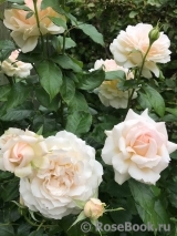 Chandos Beauty Chandos Beauty