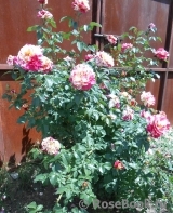 Vanille Fraise ® Vanille Fraise ®
