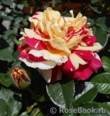 Vanille Fraise ® Vanille Fraise ®