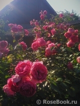 Rosarium Uetersen Rosarium Uetersen