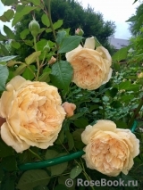 Crown Princess Margareta® Crown Princess Margareta®