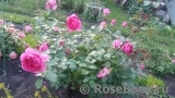 Decor Rose Decor Rose