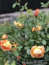 Lady of Shalott Lady of Shalott
