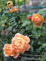Lady of Shalott Lady of Shalott