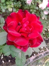 Black Baccara Black Baccara