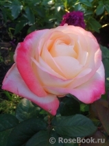 Belle Perle Belle Perle