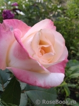 Belle Perle Belle Perle