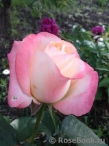 Belle Perle Belle Perle